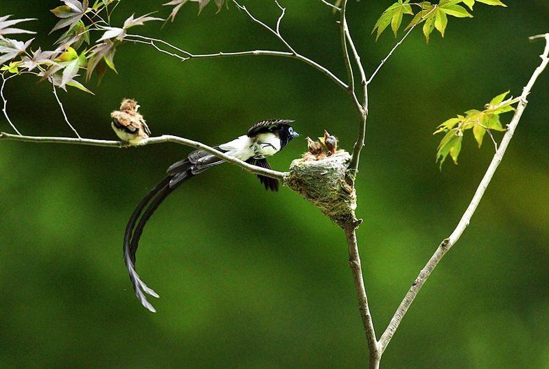 Beautiful  flight фото превью