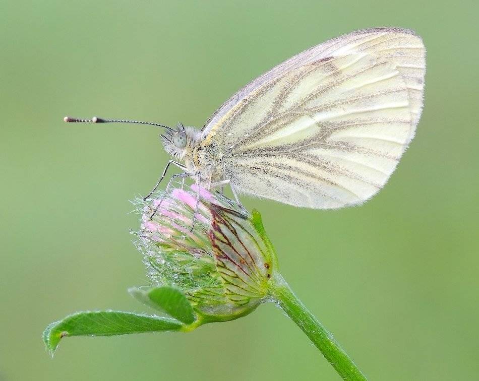 , Zbyszek  Walkiewicz