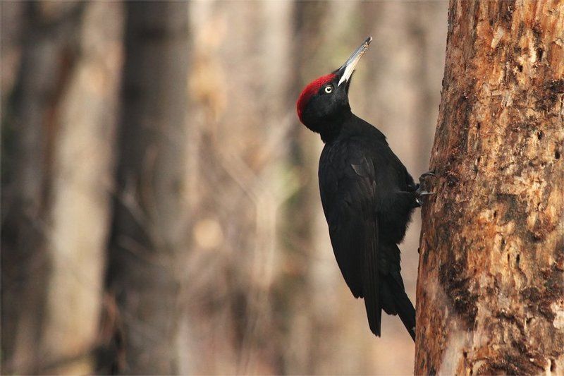 Желна фото превью