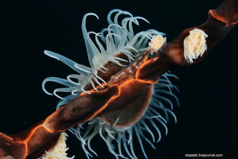 Пуэрто Галера. Всякая всячина. фото превью