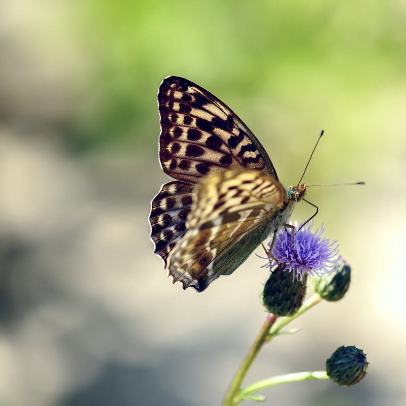 Крепитесь - Люди! Скоро ЛЕТО! фото превью
