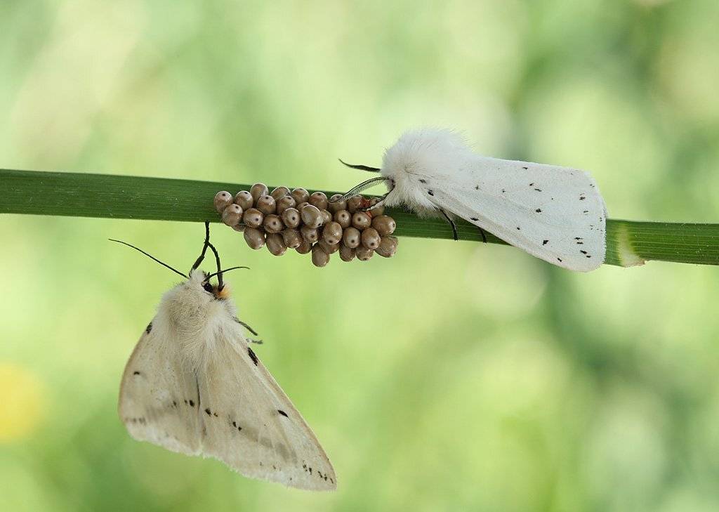 , Сергей Таланов