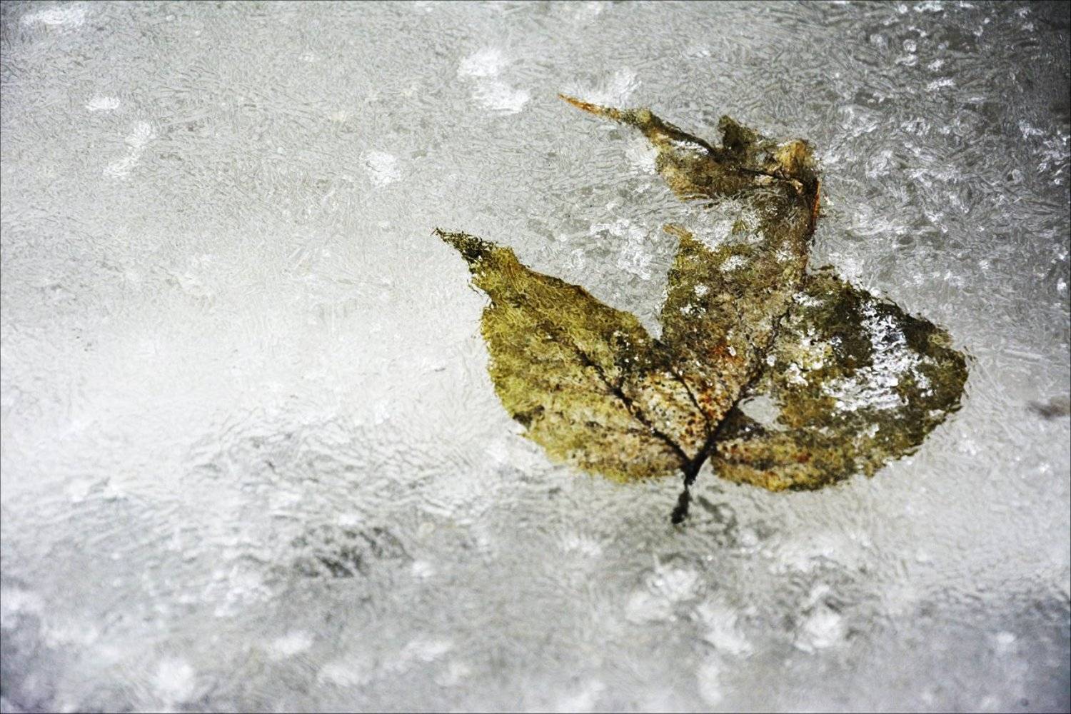 , Денис Воронин