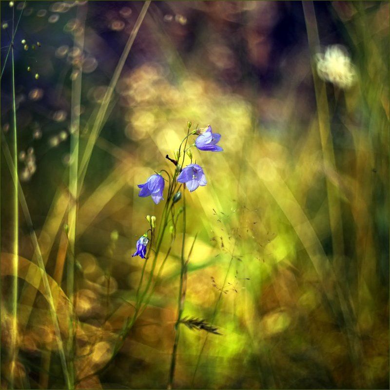 . фото превью