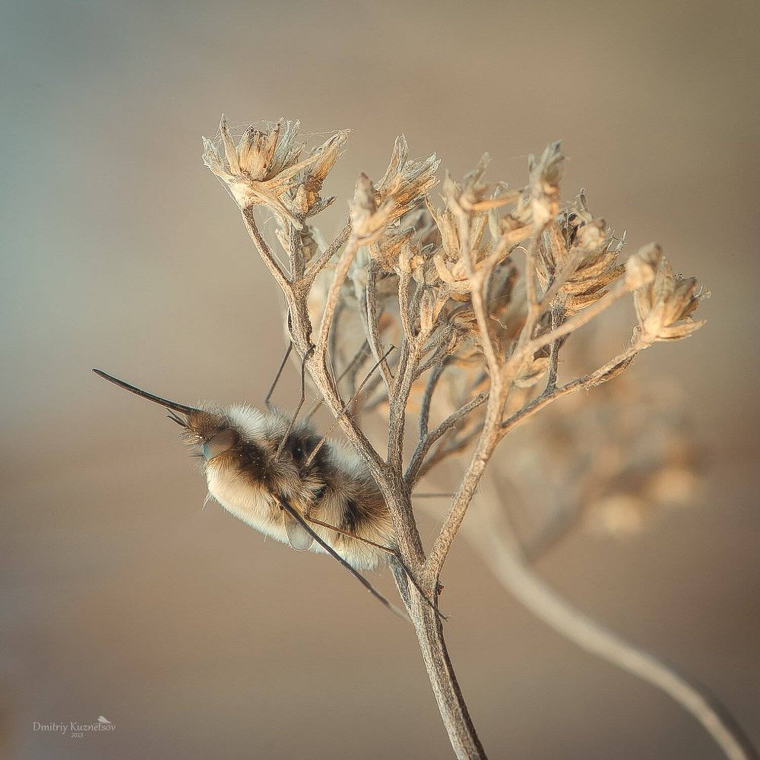 , Кузнецов Дмитрий