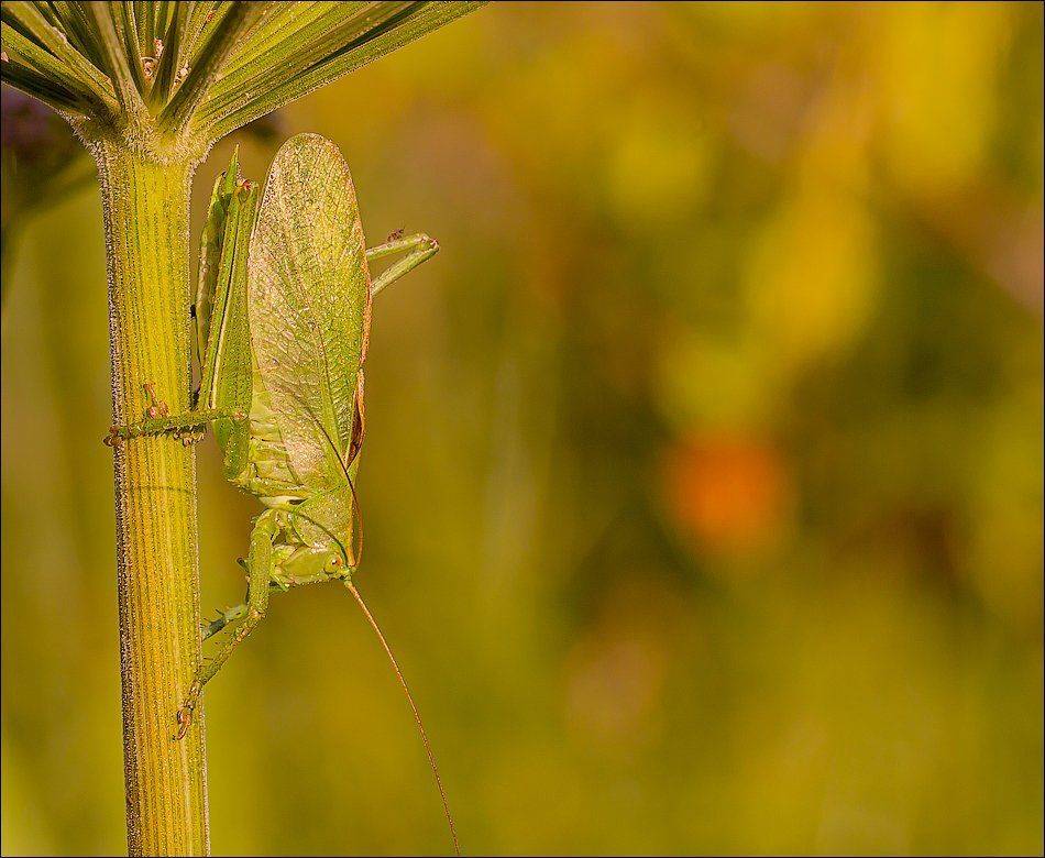 , Бурлов Андрей
