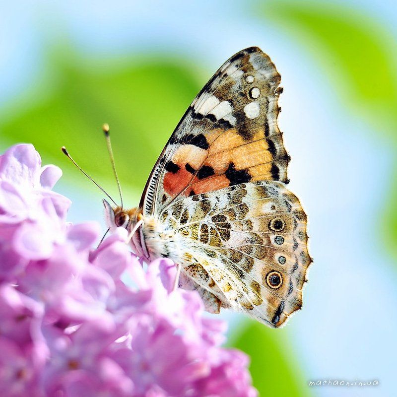 Сирень фото превью