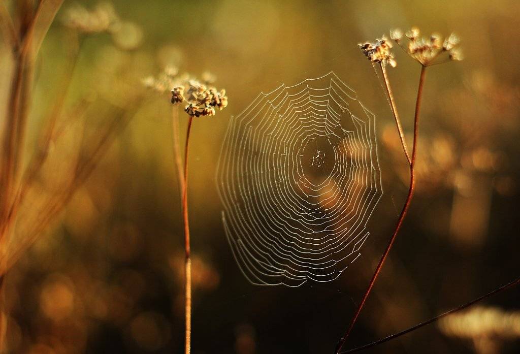 nature, Franti&scaron;ek
