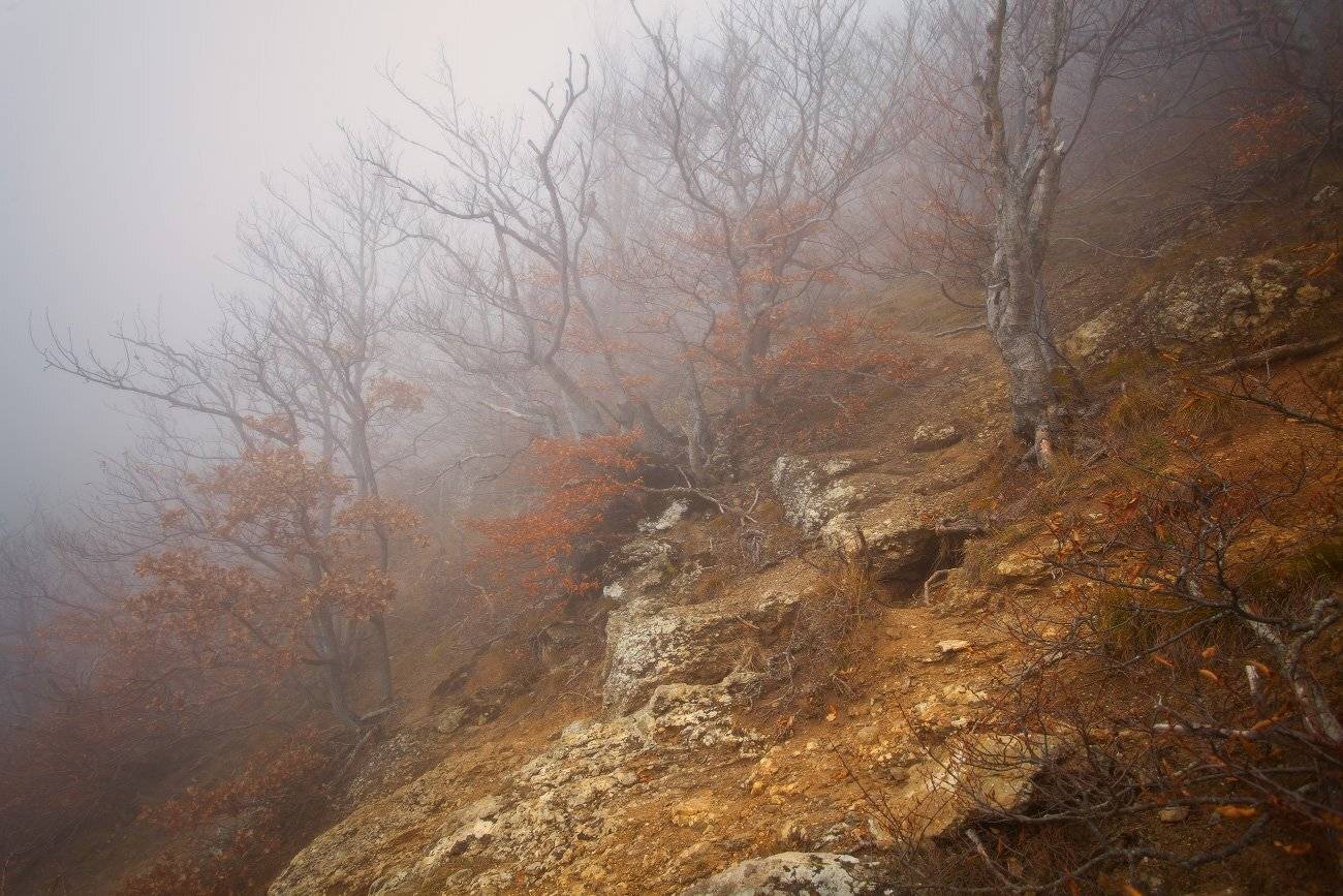 , Андрей Уляшев (Mercand)