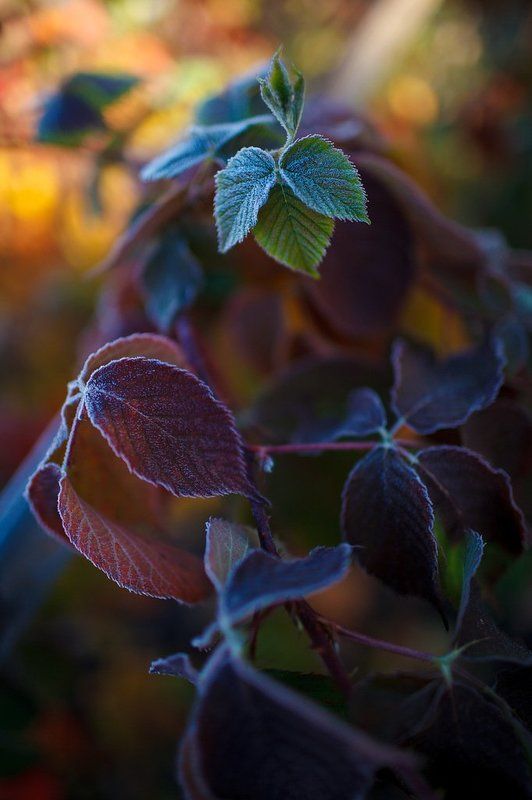 Осколки осени фото превью