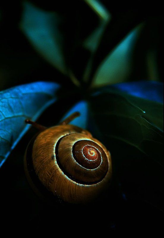 wake,snail,zeiss,sony Ray фото превью