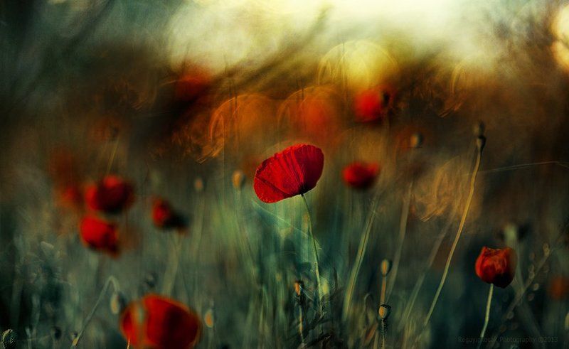 The Garden in life фото превью