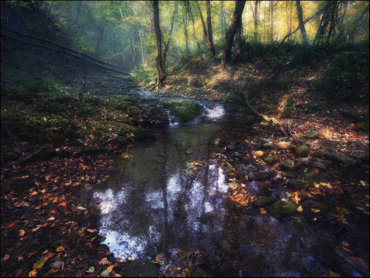 Деревья, Лес, Листья, Осень, Отражение, Речушка, Андрей Кровлин
