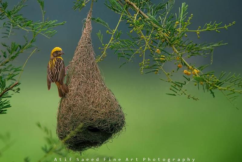 ) фото превью
