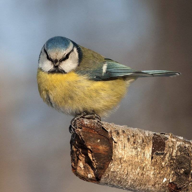 , Валерий Субачев
