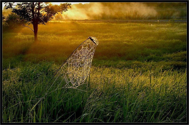 Росинки фото превью