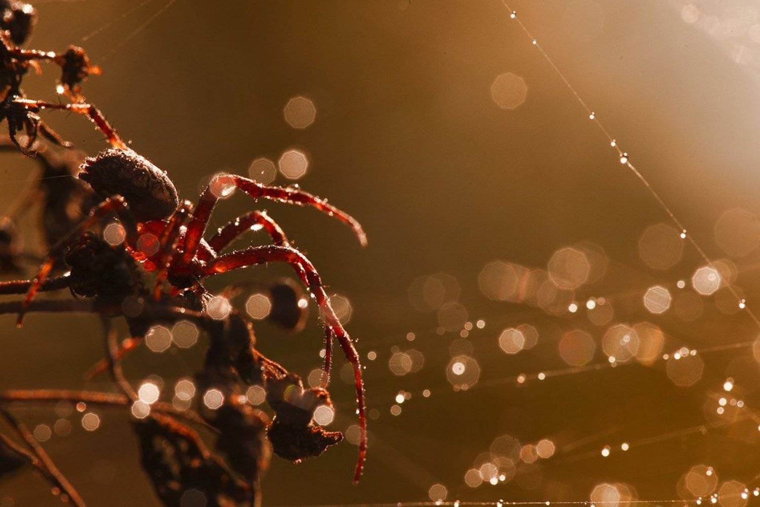 , Олег Жуков