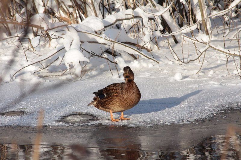 СЕРАЯ ШЕЙКА фото превью