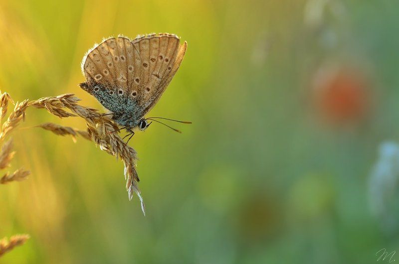 butterfly фото превью