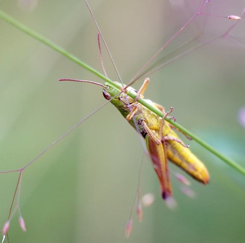 *** фото превью