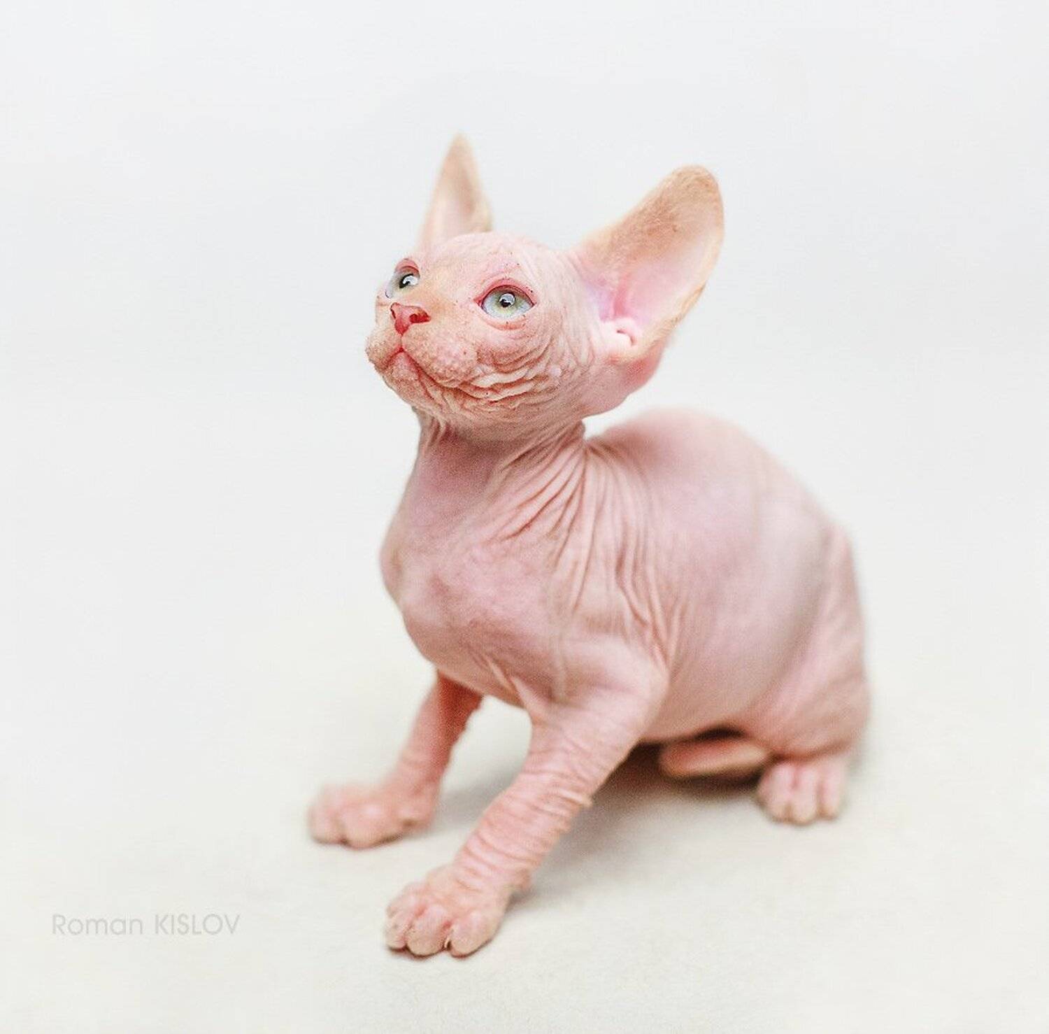 , Роман Кислов