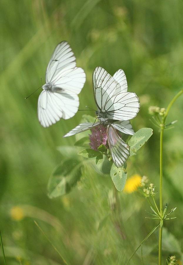 , Сергей Таланов