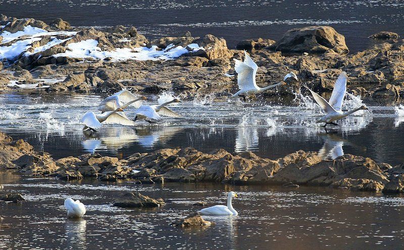 Swans take-off фото превью