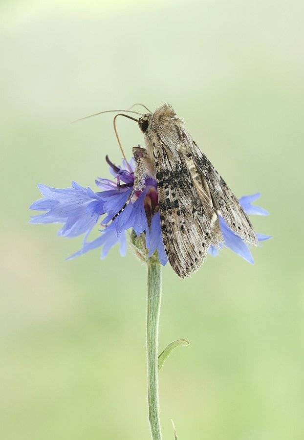 , Сергей Таланов