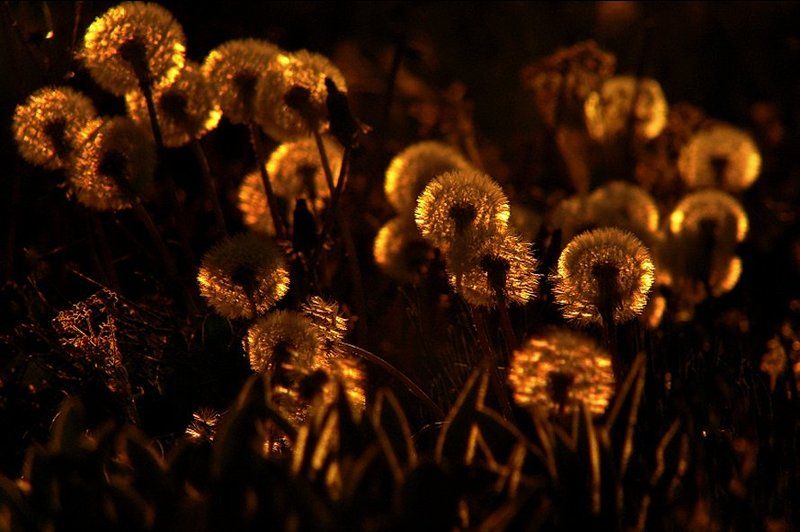 wake,nature,sony,dandelion,zeiss Dandelion Series фото превью