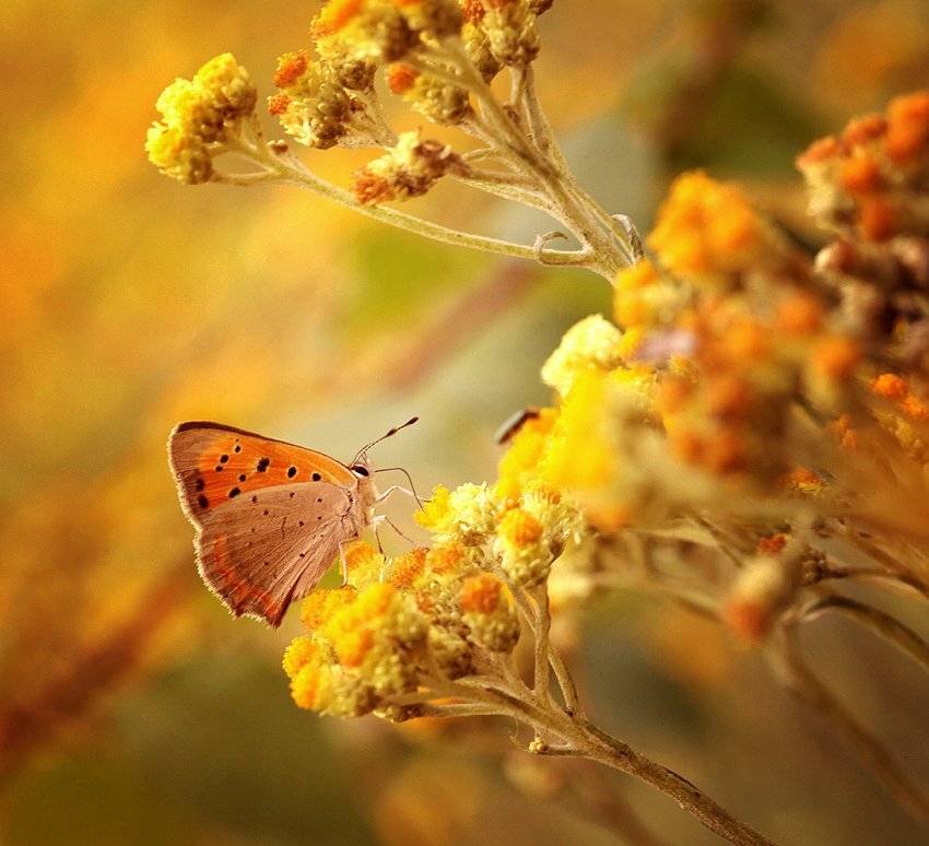 , Kasia  MYCATHERINA  Pietraszko