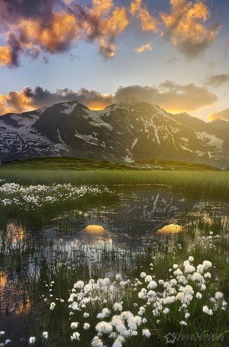 Альпийские болота