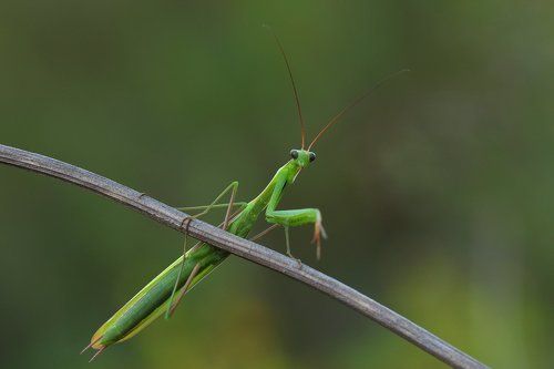 Легкая поступь