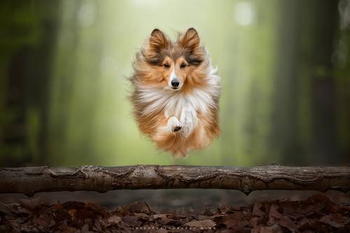 My dog in action
