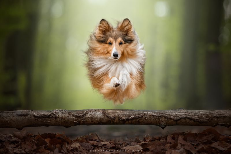 #pets #dogpicture #youngphotographer #dogphotographer #pet #dog My dog in action фото превью