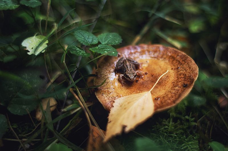 лесные истории фото превью