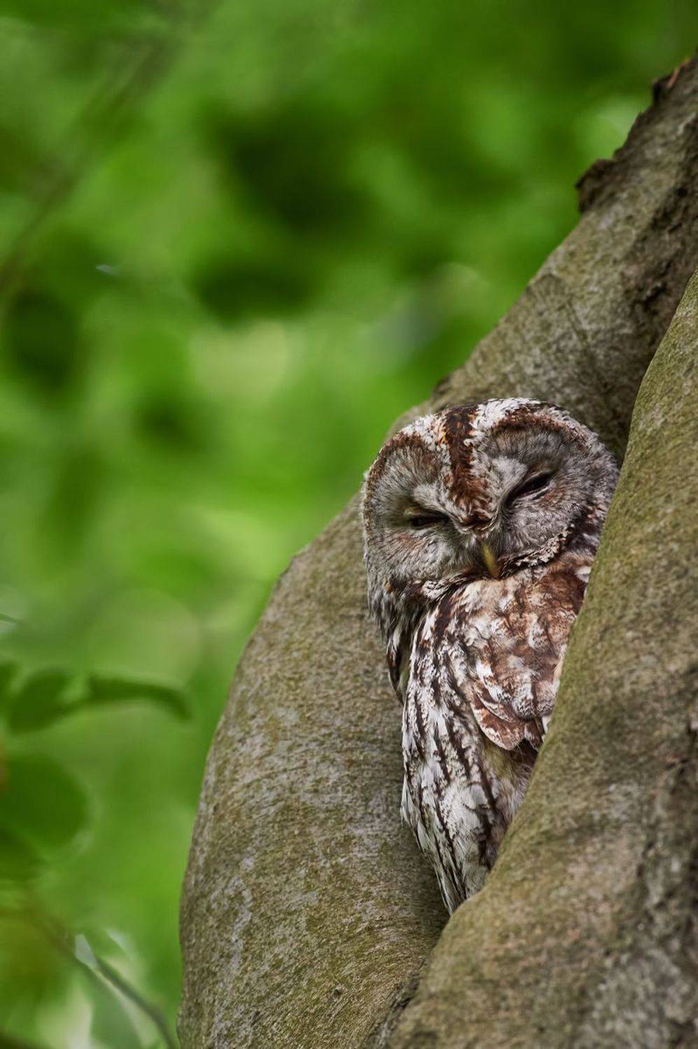 nature, wildlife, birds, Калин Ботев