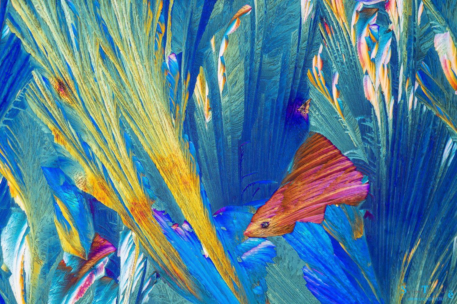 , Сергей Толмачев