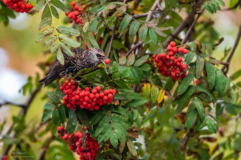 скворец, птицы, фотоохота, рябина Горят костры рябин фото превью