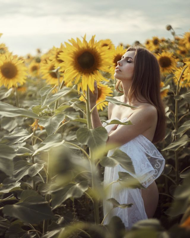 Sunflower фото превью