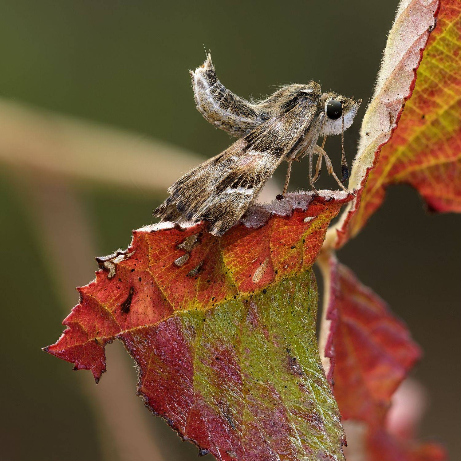 , Игорь ФУММ