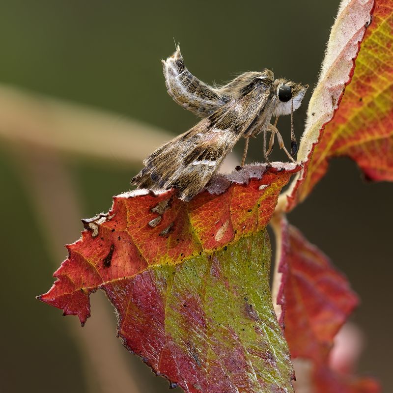 ГРУСТЬ БЕЗОТВЕТНОЙ ЛЮБВИ. фото превью