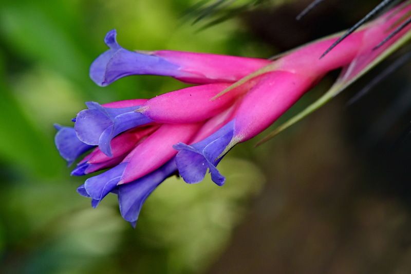 denis moura, mogi das cruzes, brasil Flor фото превью