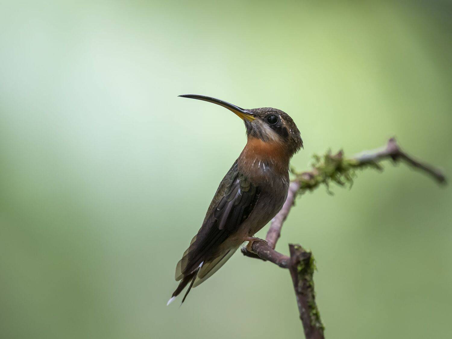 , Fernando Burgalin Sequeira