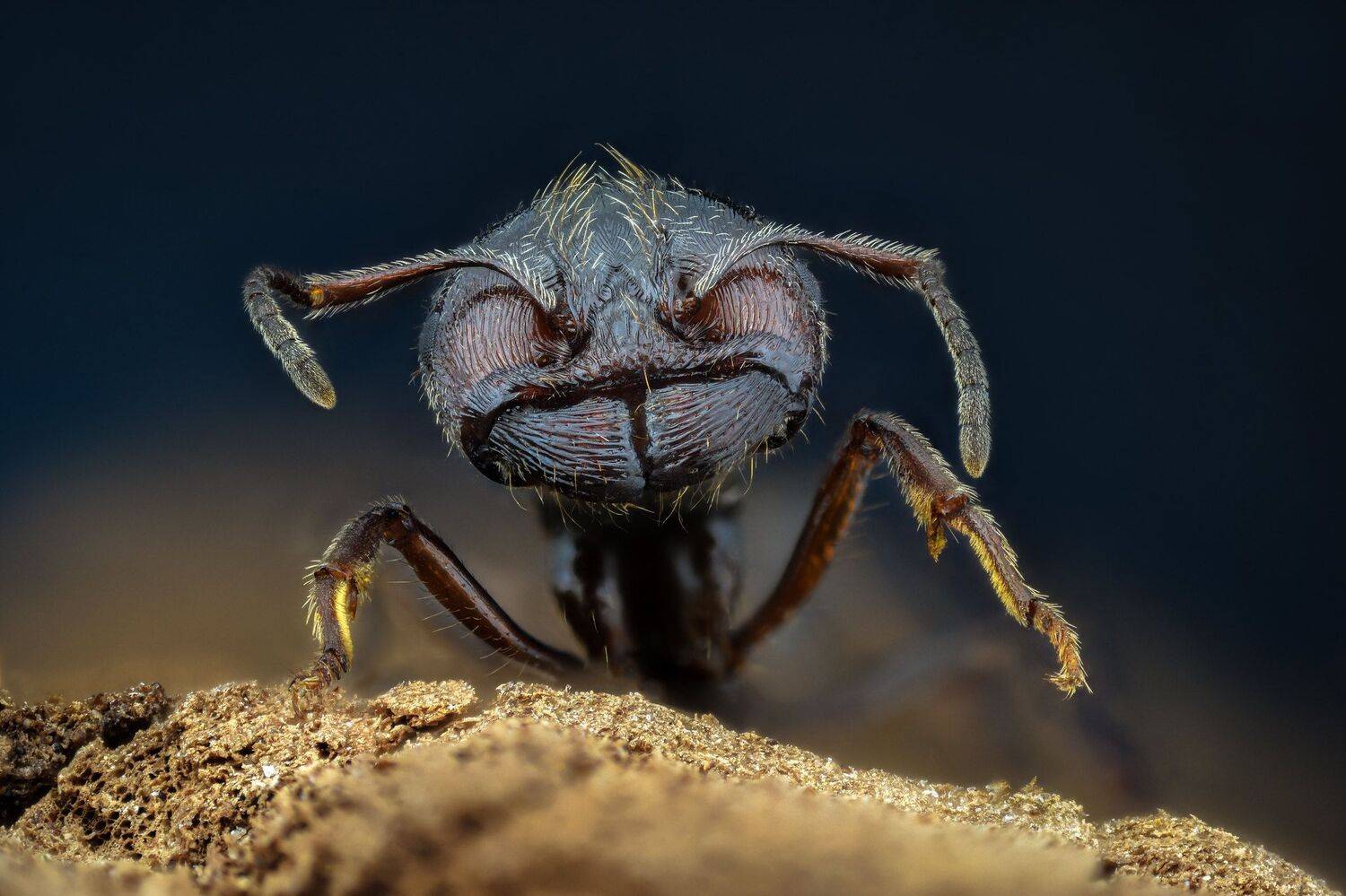 ceclii, nikon d5600,macro,lomo3.7, Tsvetan Ganev