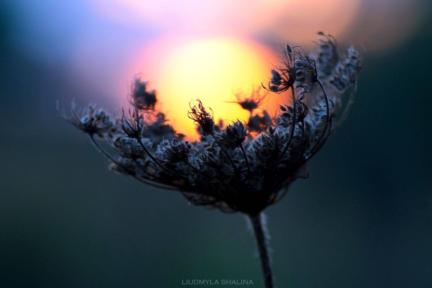 , Людмила Шалина