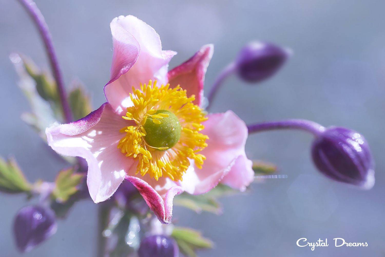 crystal dreams, macro, autumn, color, art, nature, Татьяна Крылова