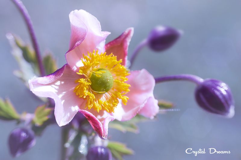 crystal dreams, macro, autumn, color, art, nature \