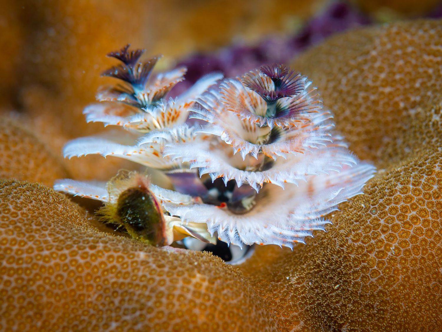 , Юрий Журавлев