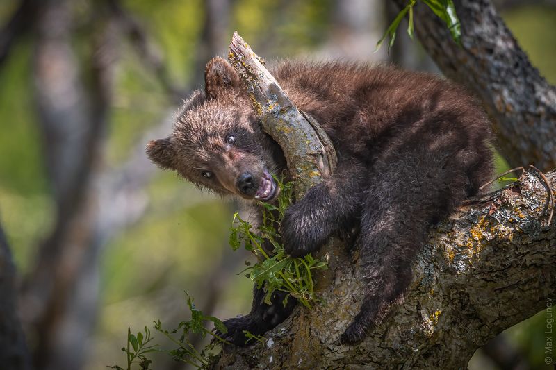 Высоко сижу, далеко гляжу фото превью