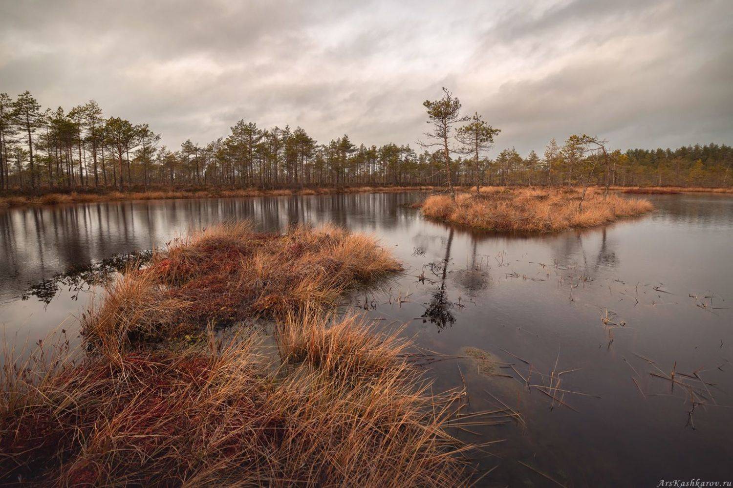 болото, болотные топи, ленобласть, ленинградская область, острова, сосны, отражение, осень, Арсений Кашкаров